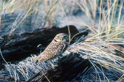 Owl in Dawson Creek Park
