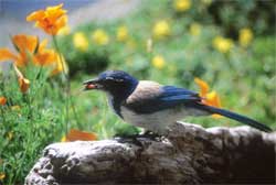 Scrub Jay