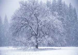 Winter in Hawthorn Farm Village
